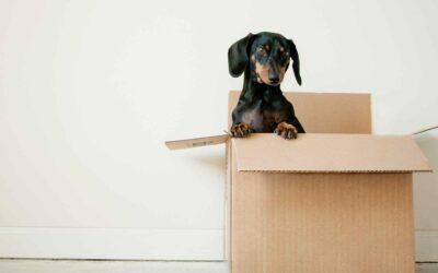 Moving Tips and Strategies